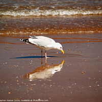 Buy canvas prints of Gull & Reflection by Stephen Hamer