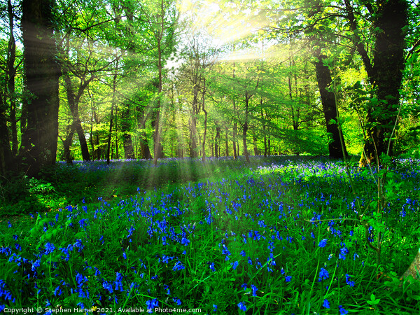 Bluebell's in a Forest Glade Picture Board by Stephen Hamer