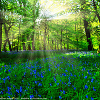 Buy canvas prints of Bluebell's in a Forest Glade by Stephen Hamer