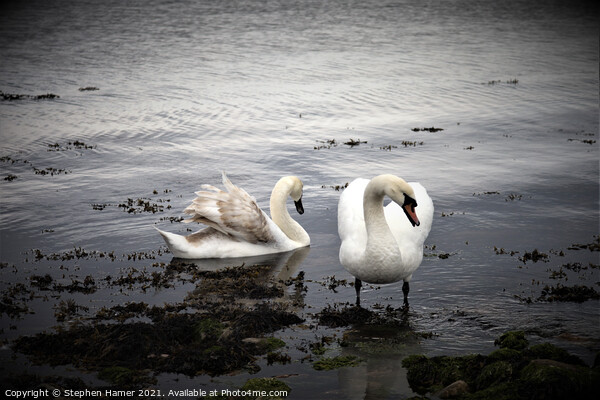 Swans on the Shoreline Picture Board by Stephen Hamer