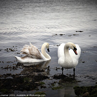 Buy canvas prints of Swans on the Shoreline by Stephen Hamer