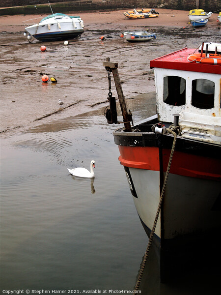 Swan in Harbour Picture Board by Stephen Hamer