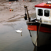 Buy canvas prints of Swan in Harbour by Stephen Hamer