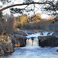 Buy canvas prints of Low Force Morning Light, Teesdale, County Durham, UK by David Forster