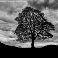 Buy canvas prints of Sycamore Gap, Hadrian's Wall, Northumberland, UK by David Forster