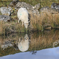 Buy canvas prints of Sheep Reflection North Pennines, UK by David Forster