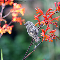Buy canvas prints of House Sparrow Perched on a  Colourful Montbretia Flower, UK by David Forster