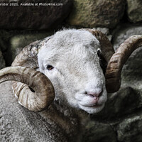 Buy canvas prints of Handsome Sheep Portrait by David Forster