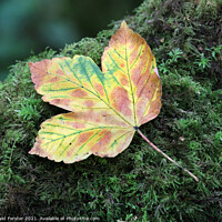 Buy canvas prints of Autumn Sycamore Leaf, UK by David Forster