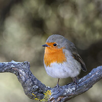 Buy canvas prints of Robin (Erithacus rubecula) Perched on a Branch, UK by David Forster