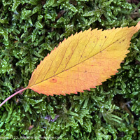 Buy canvas prints of Colourful Flame Shaped Autumnal Leaf on Moss by David Forster