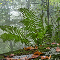 Buy canvas prints of Ferns Growing in a Misty Autumnal Woodland by David Forster