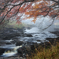 Buy canvas prints of Trees Overhanging the River Tees on a Misty Autumnal Day, North  by David Forster