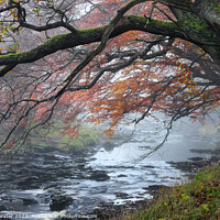 Buy canvas prints of Trees Overhanging the River Tees on a Misty Autumnal Day by David Forster