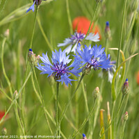 Buy canvas prints of Cornflower and Poppies in a Wild Flower Meadow by David Forster