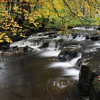 Buy canvas prints of Autumn Colours, Bowlees, Teesdale, County by David Forster