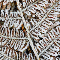 Buy canvas prints of Frost Covered Common Bracken Fronds, North Pennine by David Forster