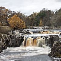 Buy canvas prints of Low Force Upper Teesdale by David Forster