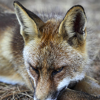 Buy canvas prints of Sleepy Red Fox Vulpes vulpes by David Forster