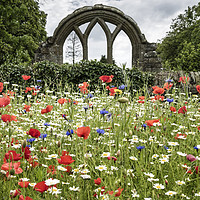 Buy canvas prints of Wild Flower Garden, , Middleton-in-Teesdale by David Forster