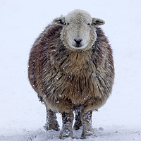 Buy canvas prints of Happy Herdwick Sheep and Falling Snow by David Forster