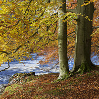 Buy canvas prints of Autumn Beech Trees,  Teesdale County Durham UK by David Forster