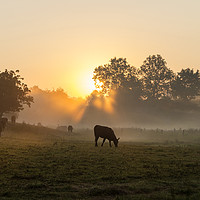 Buy canvas prints of Misty Meadow Sunrise by David Forster