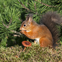 Buy canvas prints of Red Squirrel  by David Forster