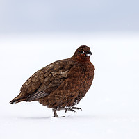 Buy canvas prints of  Red Grouse in a snowy landscape by David Forster