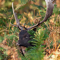Buy canvas prints of Fallow Deer Stag in Autumn  by David Forster