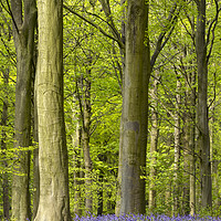 Buy canvas prints of Bluebell Wood, County Durham, UK by David Forster
