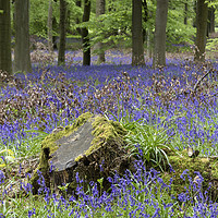 Buy canvas prints of Bluebell Wood, County Durham, UK by David Forster