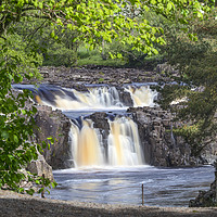 Buy canvas prints of Low Force Waterfall, Teesdale, County Durham, UK by David Forster