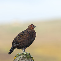 Buy canvas prints of Red Grouse Lagopus Lagopus spp scoticus  by David Forster