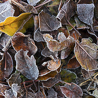Buy canvas prints of Frost Coated Leaves, UK by David Forster