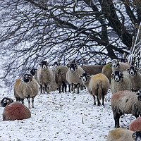 Buy canvas prints of Sheep in Winter, Upper Teesdale, County Durham, UK by David Forster