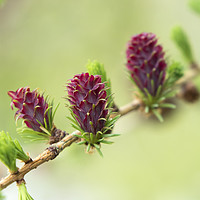 Buy canvas prints of The Female Flowers of the European Larch Tree Lari by David Forster