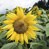 Buy canvas prints of Beautiful Sunflower Dordogne, Perigord, France by David Forster
