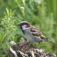 Buy canvas prints of Male House Sparrow (Passer domesticus)  by David Forster