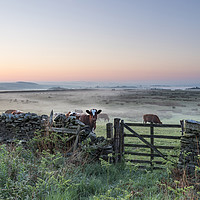Buy canvas prints of Misty Dawn, Teesdale, County Durham, UK by David Forster