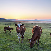 Buy canvas prints of Cows Grazing at Sunrise Teesdale, County Durham, U by David Forster