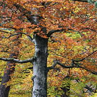 Buy canvas prints of Autumn Woodland, Teesdale, County Durham, UK by David Forster