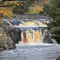 Buy canvas prints of Autumn Colours and Low Force, Teesdale, County Durham, UK by David Forster