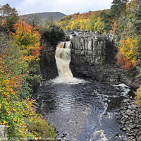 Buy canvas prints of Autumn High Force, Upper Teesdale, County Durham, UK by David Forster