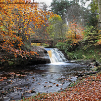 Buy canvas prints of Blackling Hole Waterfall in Autumn, Hamsterley Forest, County Durham by David Forster