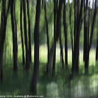 Buy canvas prints of Woodland Tree Blur Abstract by David Forster