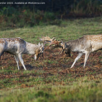 Buy canvas prints of Fallow Deer Stags Dama Dama Fighting During the Ru by David Forster