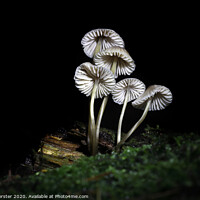 Buy canvas prints of Delicate Fungi, North Pennine Pine Woodland, Teesdale, UK by David Forster