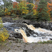 Buy canvas prints of The River Tees Flowing Over Low Force in Autumn, Teesdale, UK by David Forster