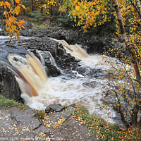 Buy canvas prints of The River Tees Flowing Over Low Force in Autumn Viewed from the Pennine Way, Bowlees, Teesdale, County Durham, UK by David Forster